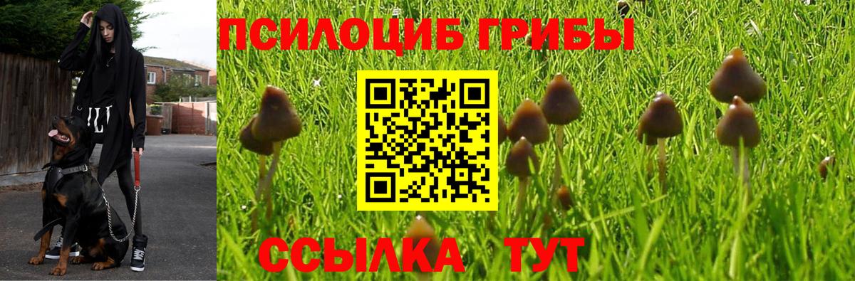 Галлюциногенные грибы Psilocybe  Вход с VPN  сколько стоит  Вольск 